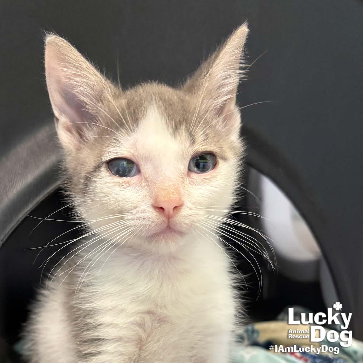 Enlarge Miki, a Adopted Domestic Short Hair in Washington, DC image 2/2