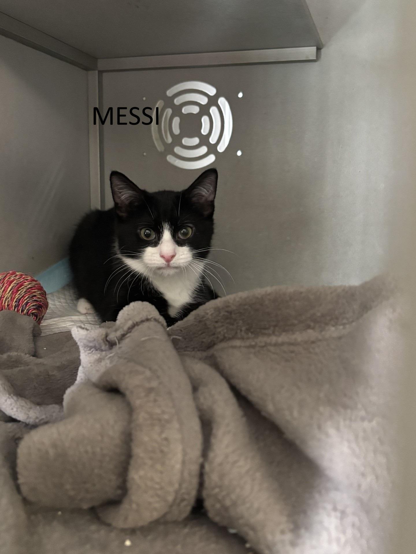 Enlarge Messi (m), Kylian (m), a ADOPTABLE Domestic Short Hair in Vernon, NJ image 2/2