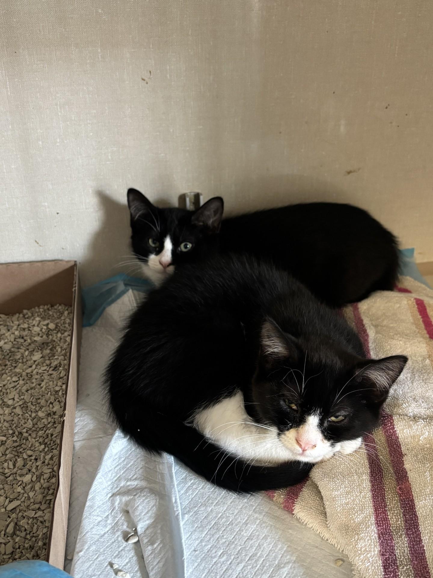 Ronaldo (m), Messi (m), Kane (f), Kylian (f), a ADOPTABLE Domestic Short Hair in Vernon, NJ image 2/2
