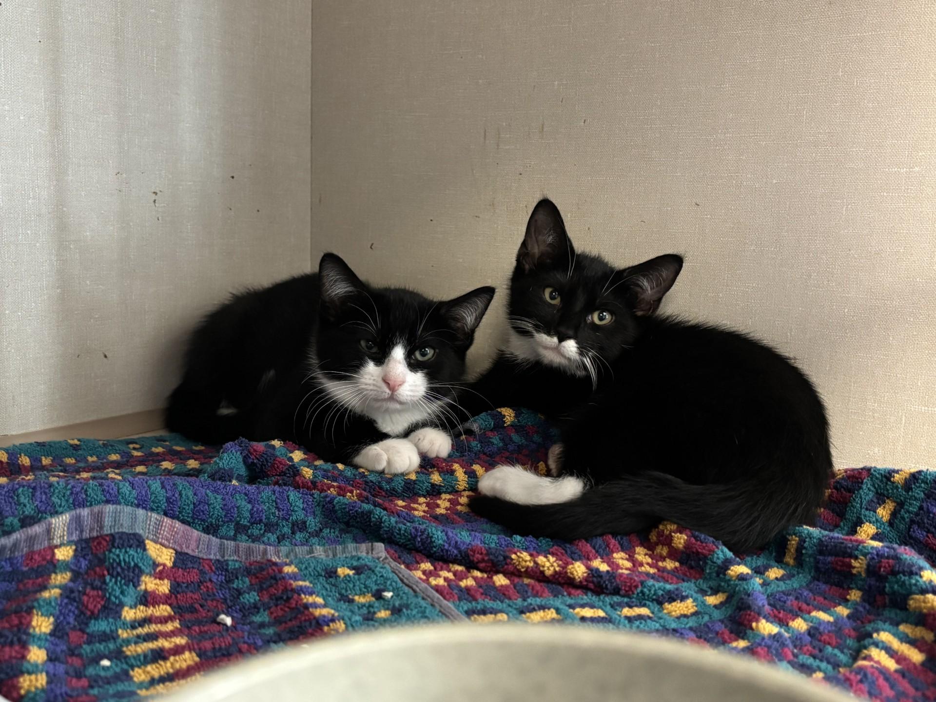 Ronaldo (m), Messi (m), Kane (f), Kylian (f), ADOPTABLE, Kitten Male Domestic Short Hair.