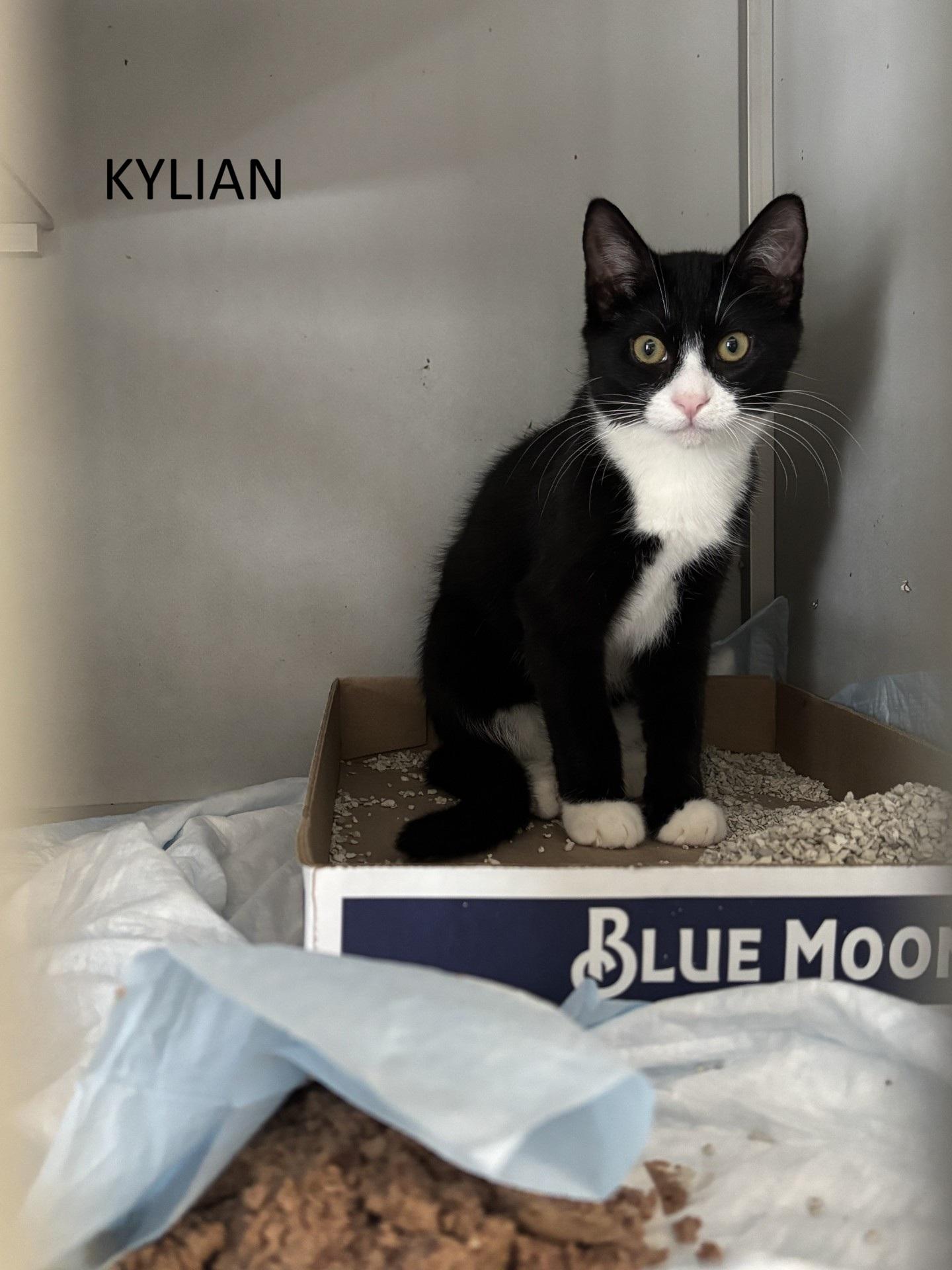 Messi (m), Kylian (m), ADOPTABLE, Kitten Male Domestic Short Hair.