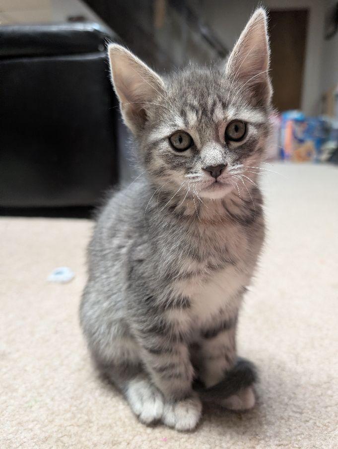 Enlarge Quetzal, an adopted Domestic Short Hair in Lake Orion, MI image 2/3