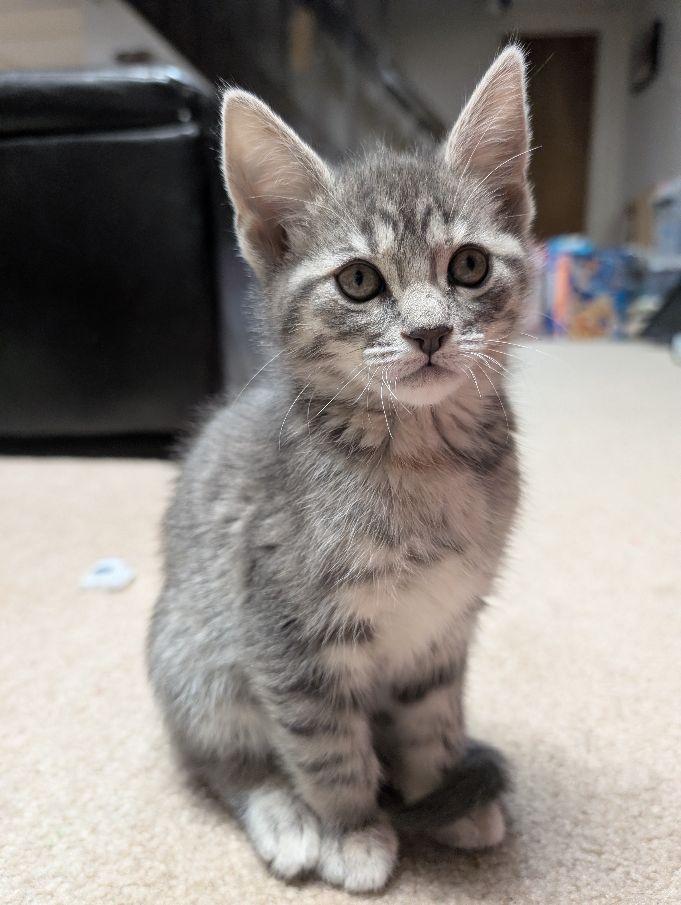 Quetzal, adopted, Kitten Female Domestic Short Hair.