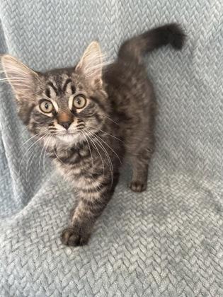 Liam, Young Male Domestic Long Hair
