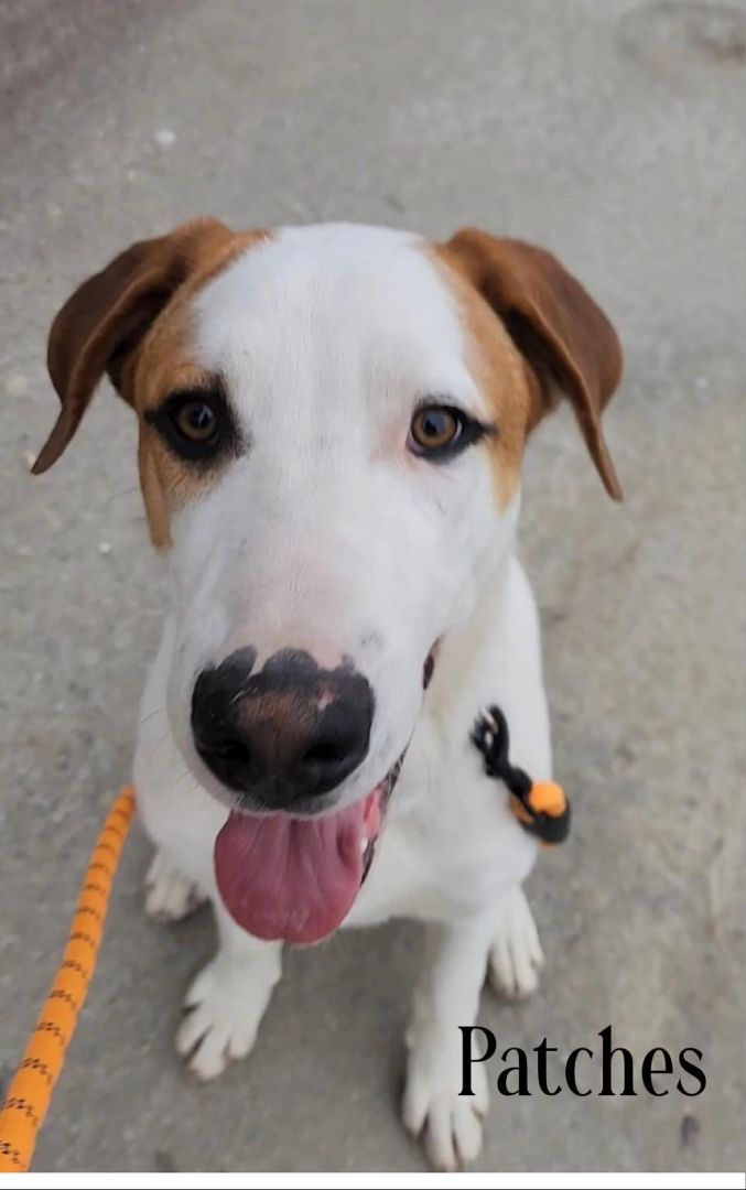 Patches, Adoptable, Puppy Male Husky & Shepherd.