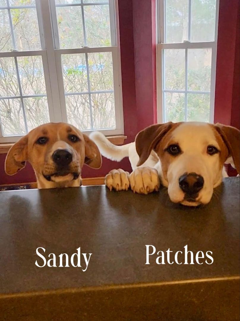 Patches, a Adoptable mixed breed in Salisbury, NC image 2/6