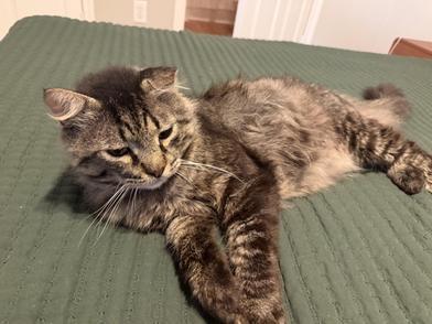 Enlarge Benjamin, a Adoptable Domestic Long Hair in Grand Junction, CO image 3/6