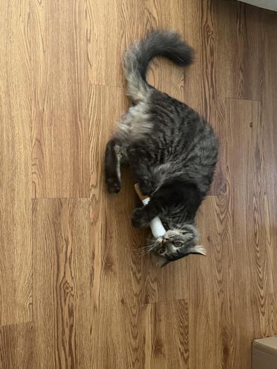 Enlarge Benjamin, a Adoptable Domestic Long Hair in Grand Junction, CO image 6/6