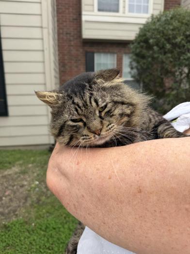 Enlarge Benjamin, a Adoptable Domestic Long Hair in Grand Junction, CO image 2/6