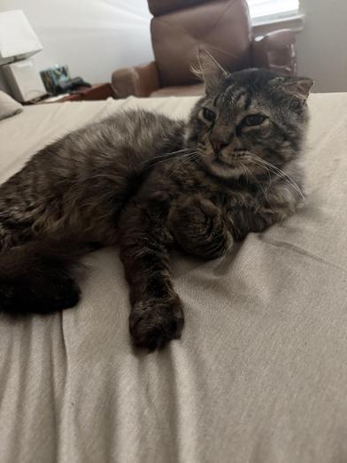 Enlarge Benjamin, a Adoptable Domestic Long Hair in Grand Junction, CO image 5/6