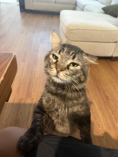 Benjamin, Adoptable, Adult Male Domestic Long Hair.
