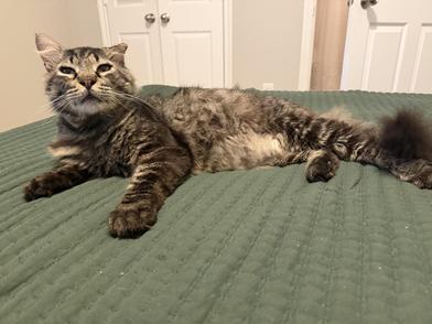 Enlarge Benjamin, a Adoptable Domestic Long Hair in Grand Junction, CO image 4/6