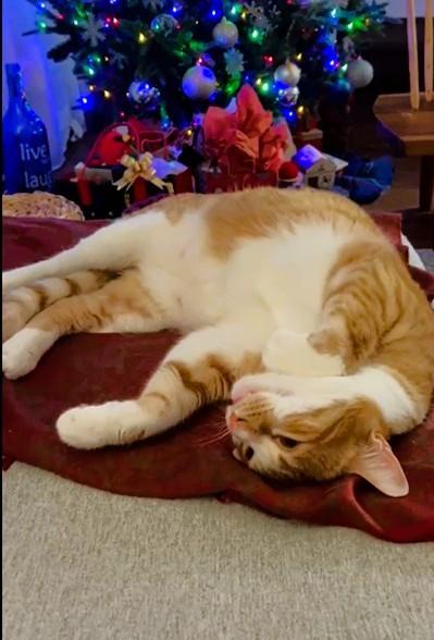 Enlarge Magi-CALI Yours, an adopted mixed breed in Mississauga, ON image 5/6