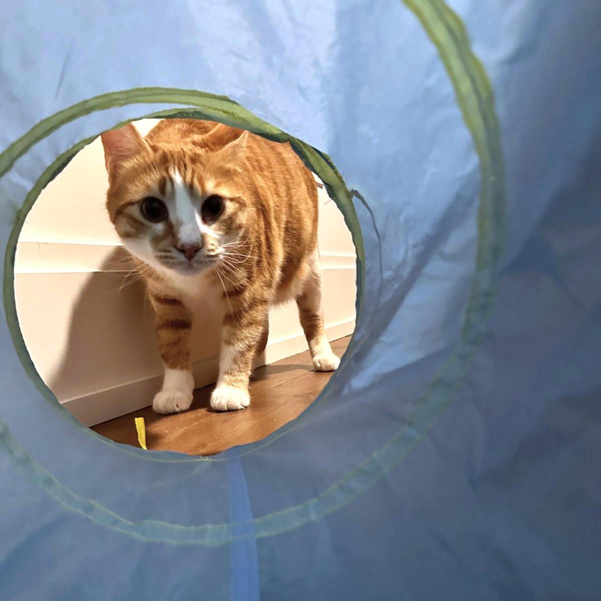 Enlarge Magi-CALI Yours, an adopted mixed breed in Mississauga, ON image 6/6