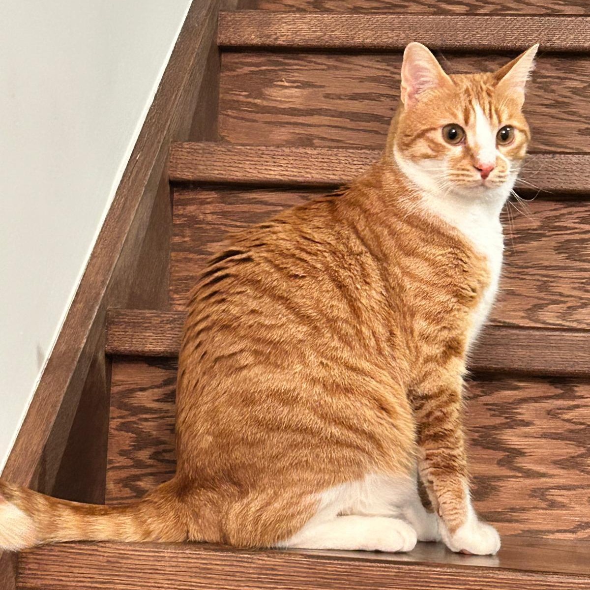 Enlarge Magi-CALI Yours, an adopted mixed breed in Mississauga, ON image 3/6