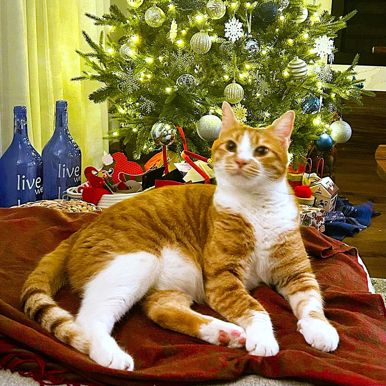 Enlarge Magi-CALI Yours, an adopted mixed breed in Mississauga, ON image 1/6