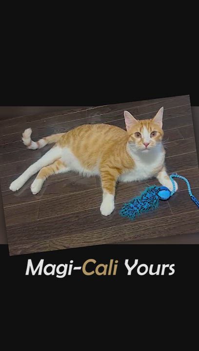Enlarge Magi-CALI Yours, an adopted mixed breed in Mississauga, ON video 2/6