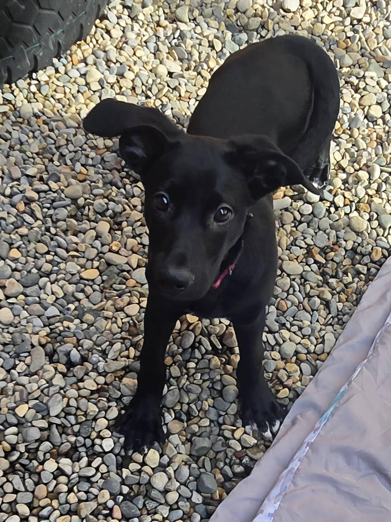Fettuccini, Adoptable, Puppy Female Labrador Retriever.