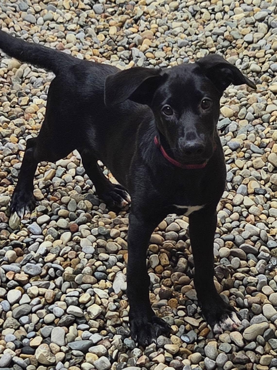 Enlarge Fettuccini, a Adoptable mixed breed in Sterling Heights, MI image 6/6