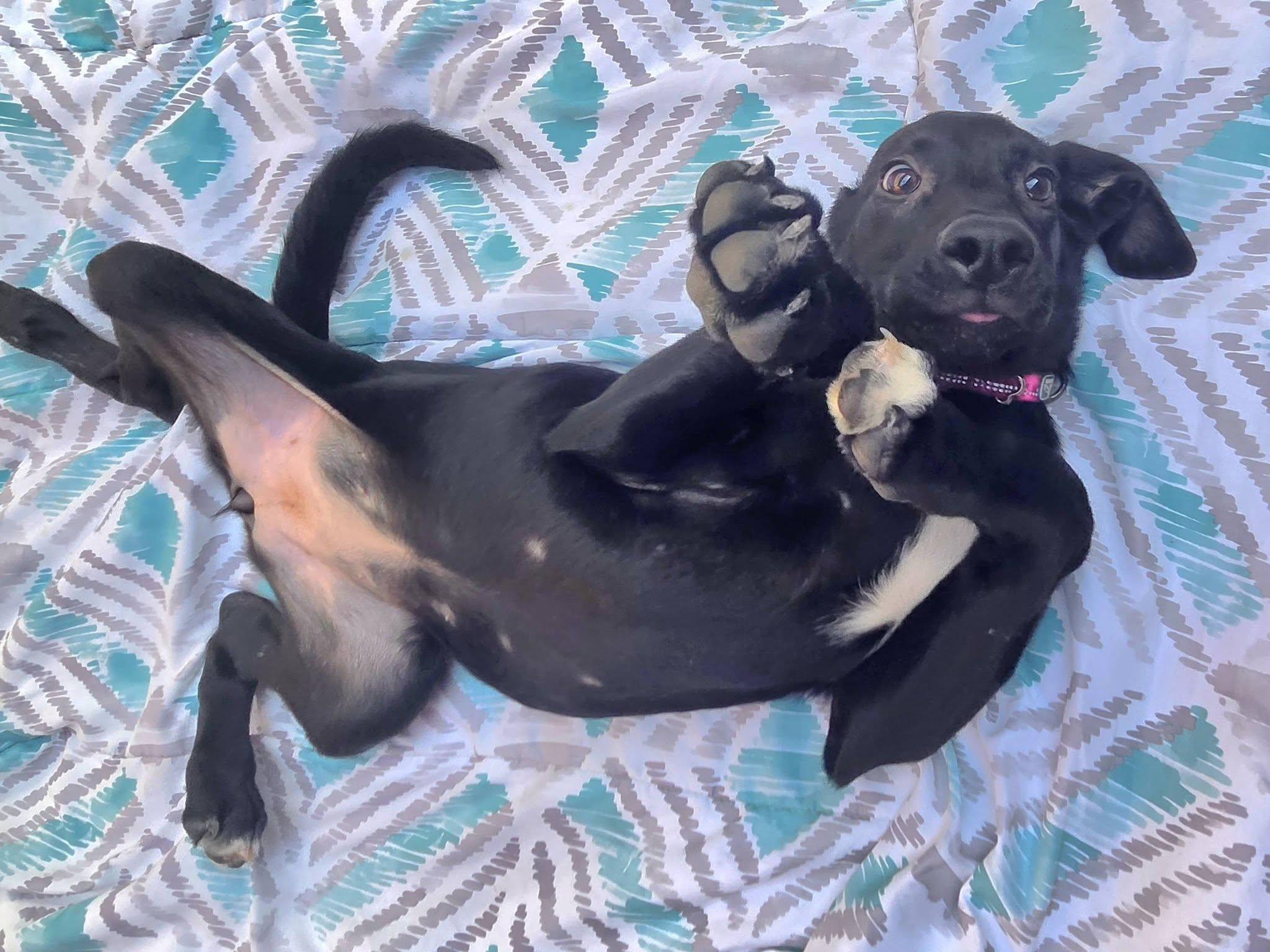 Enlarge Fettuccini, a Adoptable mixed breed in Sterling Heights, MI image 4/6