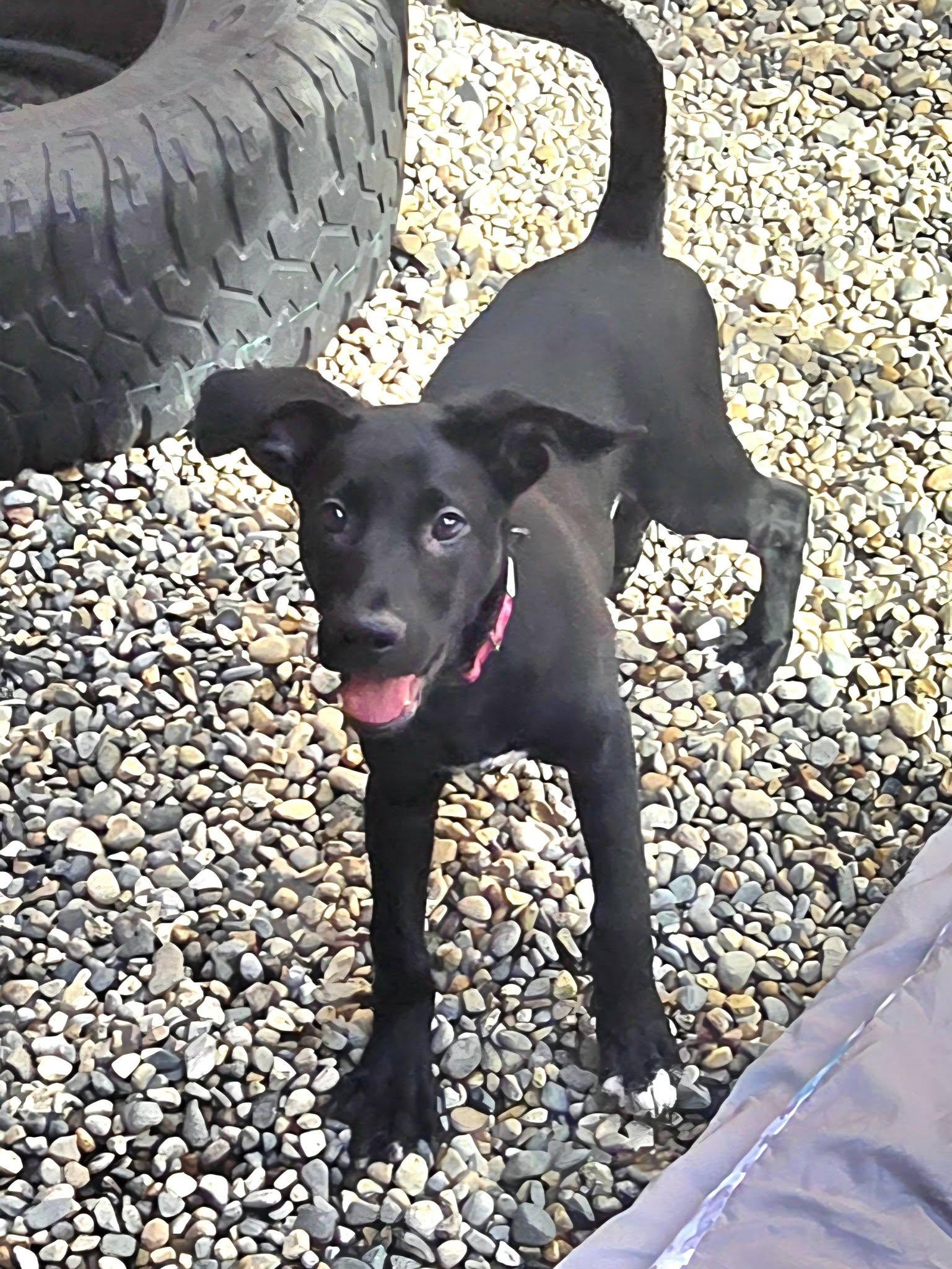 Enlarge Fettuccini, a Adoptable mixed breed in Sterling Heights, MI image 5/6