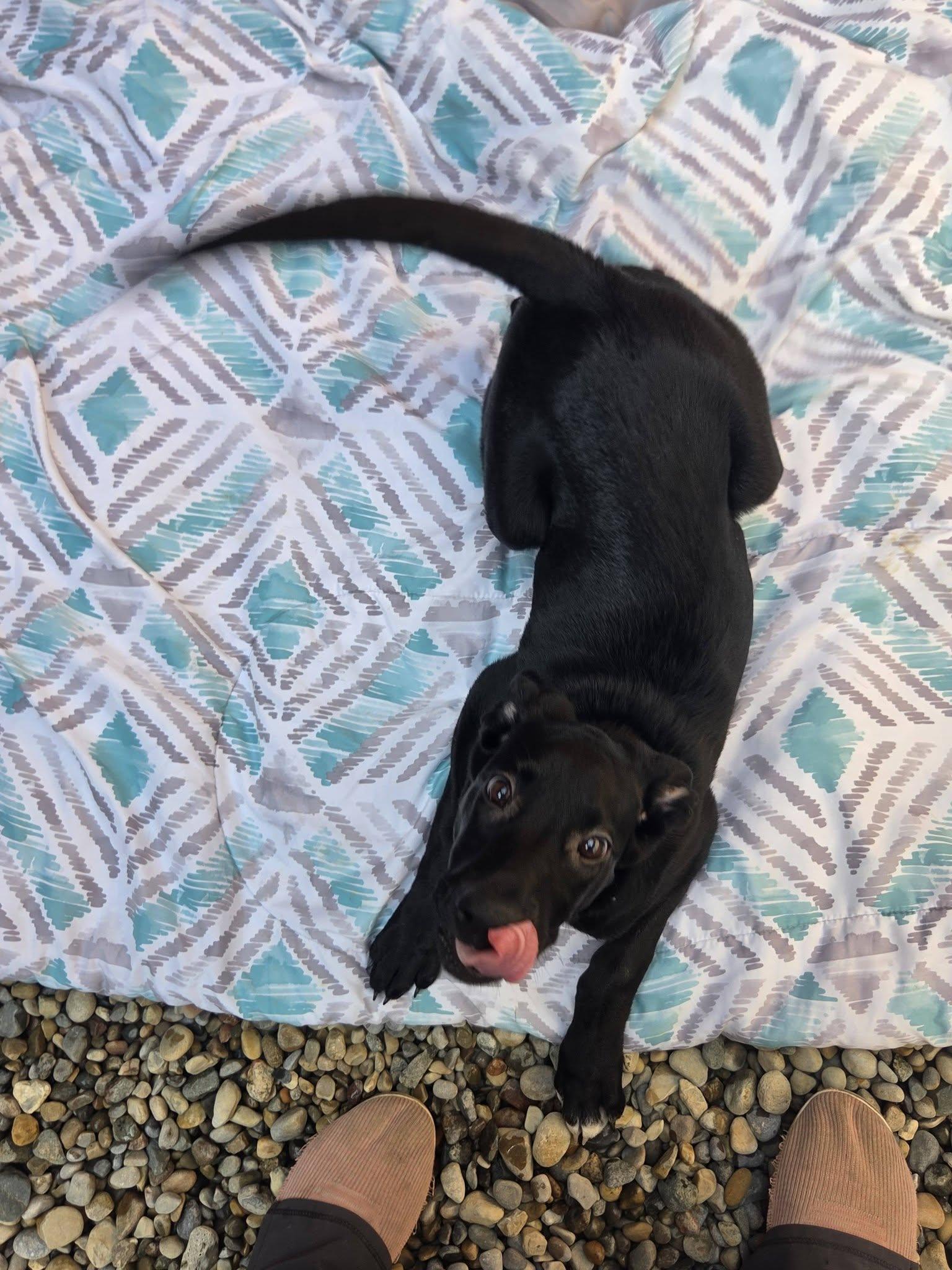 Enlarge Fettuccini, a Adoptable mixed breed in Sterling Heights, MI image 3/6