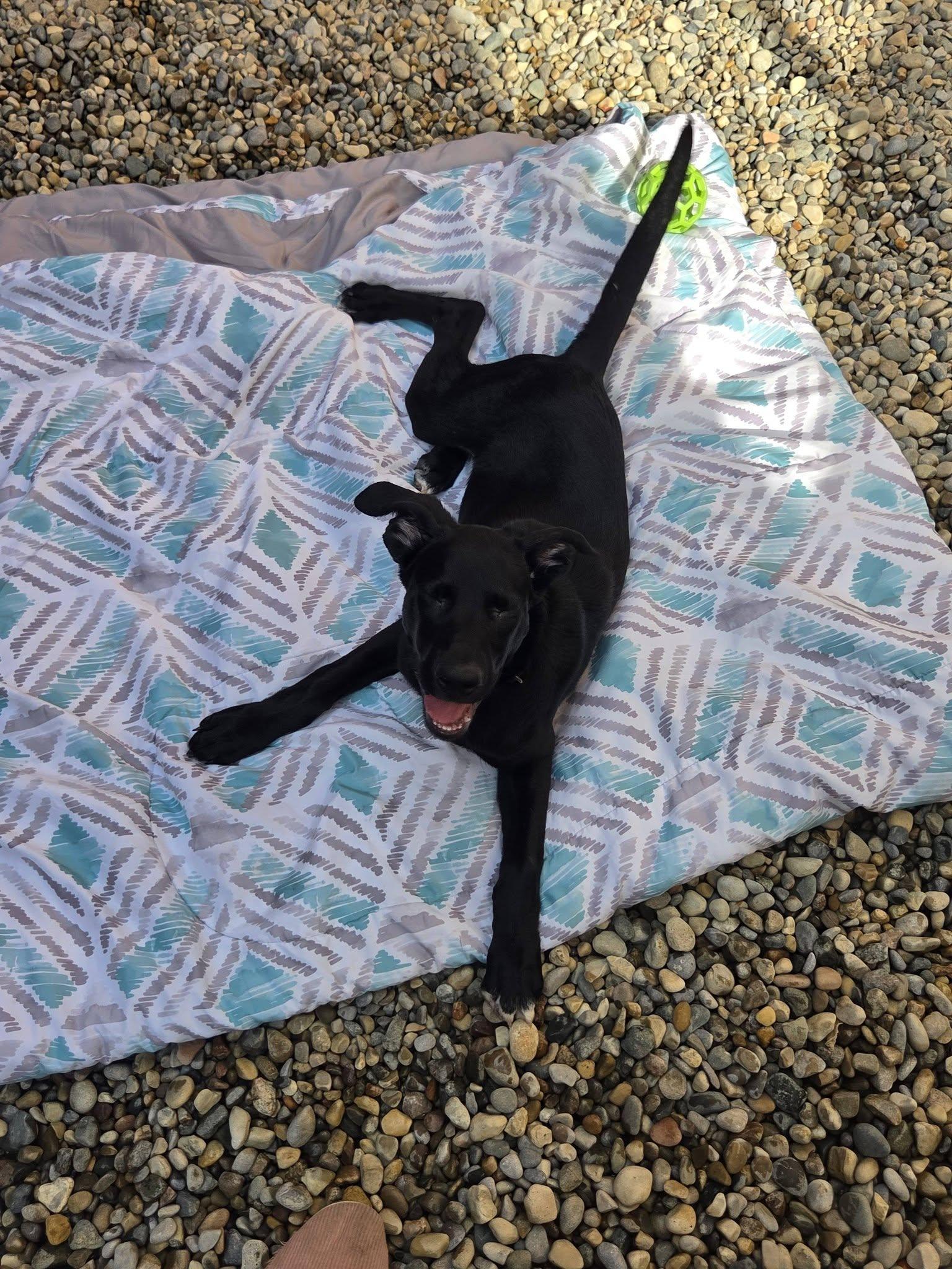 Enlarge Fettuccini, a Adoptable mixed breed in Sterling Heights, MI image 2/6