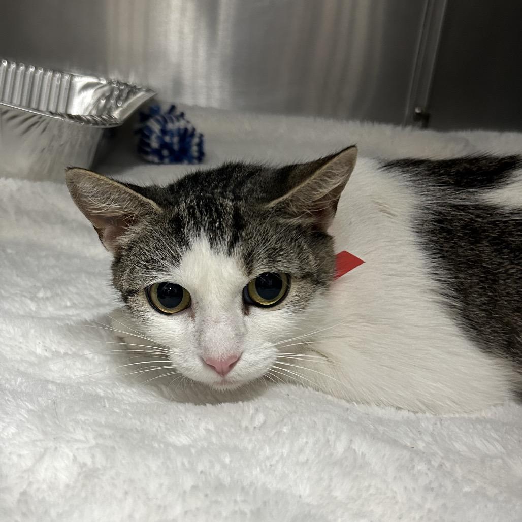 Queen Aleena, Adoptable, Adult Female Domestic Medium Hair.