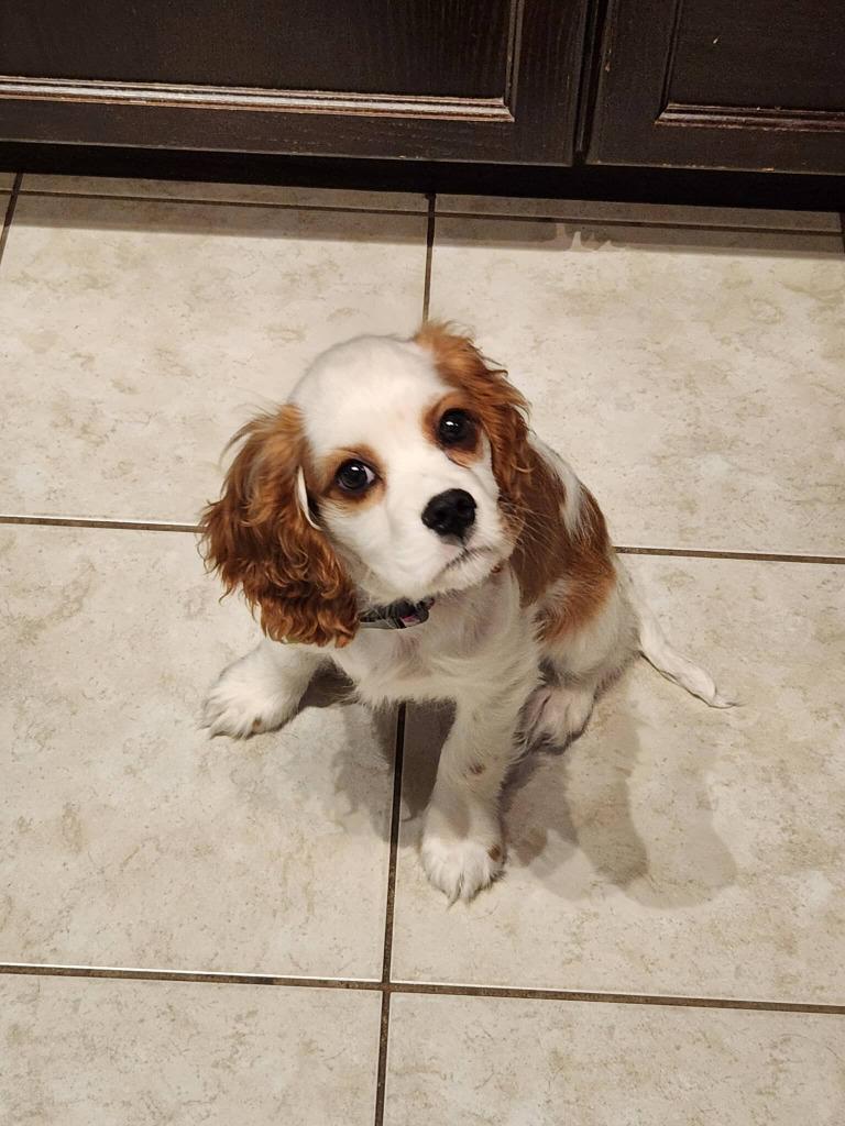 Siren, Adoptable, Puppy Male Cavalier King Charles Spaniel.
