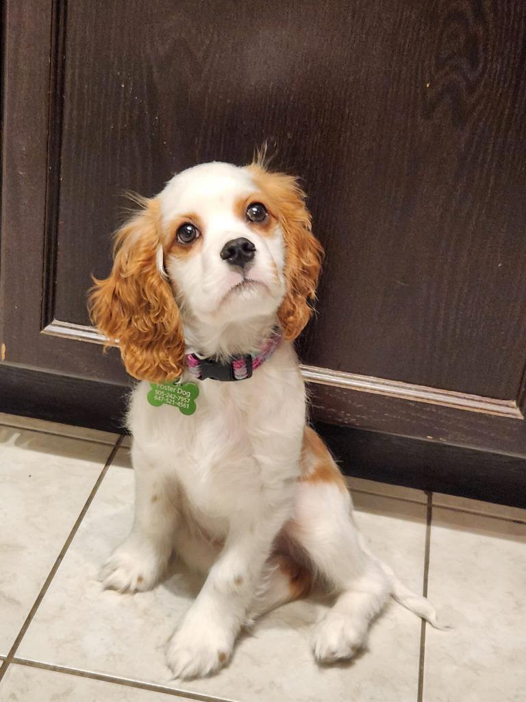 Enlarge Siren, a Adoptable Cavalier King Charles Spaniel in Toronto, ON image 2/6
