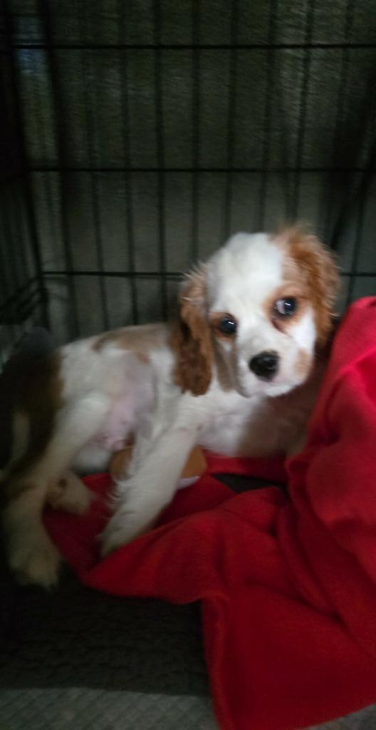 Enlarge Siren, a Adoptable Cavalier King Charles Spaniel in Toronto, ON image 4/6