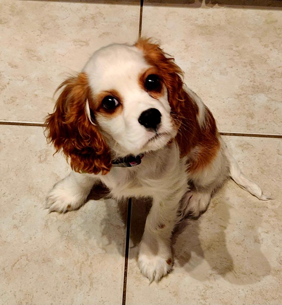 Enlarge Siren, a Adoptable Cavalier King Charles Spaniel in Toronto, ON image 5/6