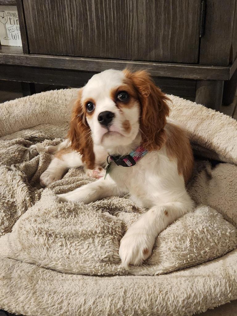 Enlarge Siren, a Adoptable Cavalier King Charles Spaniel in Toronto, ON image 6/6