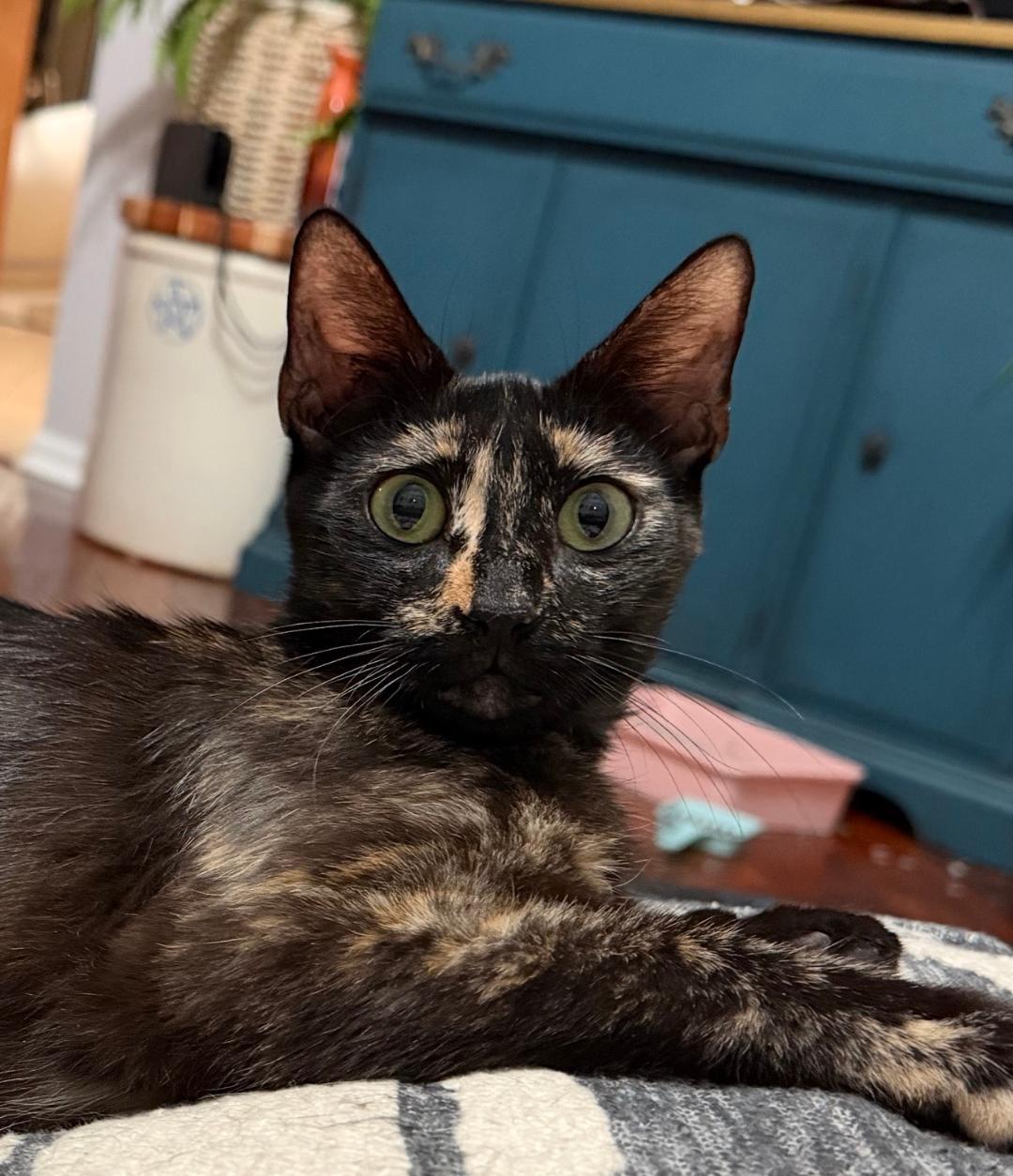 Blaire, a Adoptable Tortoiseshell in Orlando, FL image 1/2