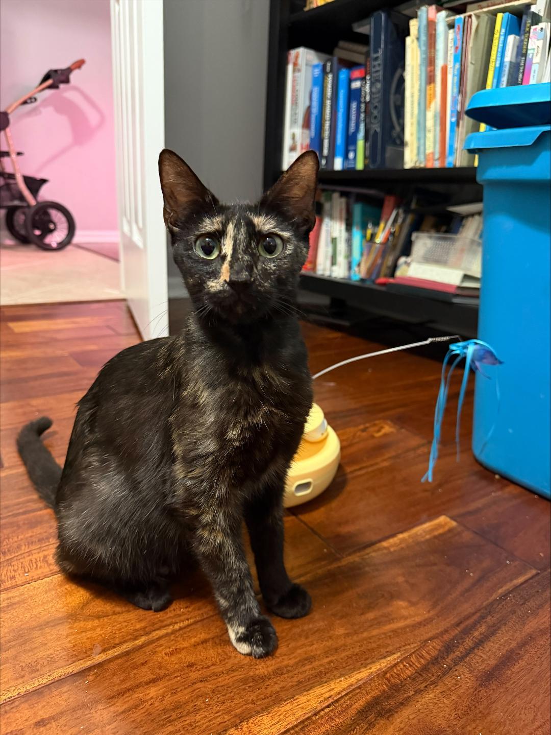 Blaire, a Adoptable Tortoiseshell in Orlando, FL image 2/2