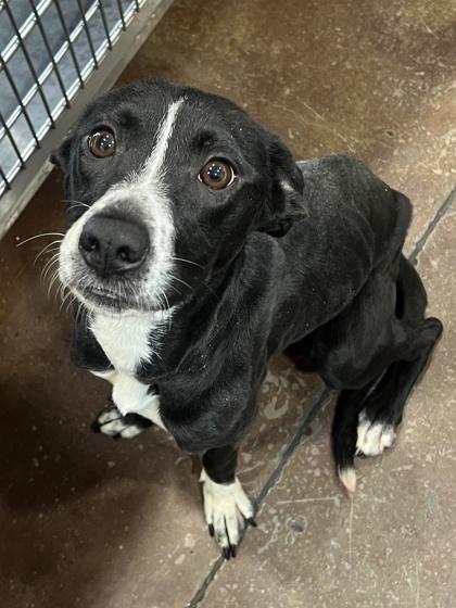 NuNu — thumbnail 2