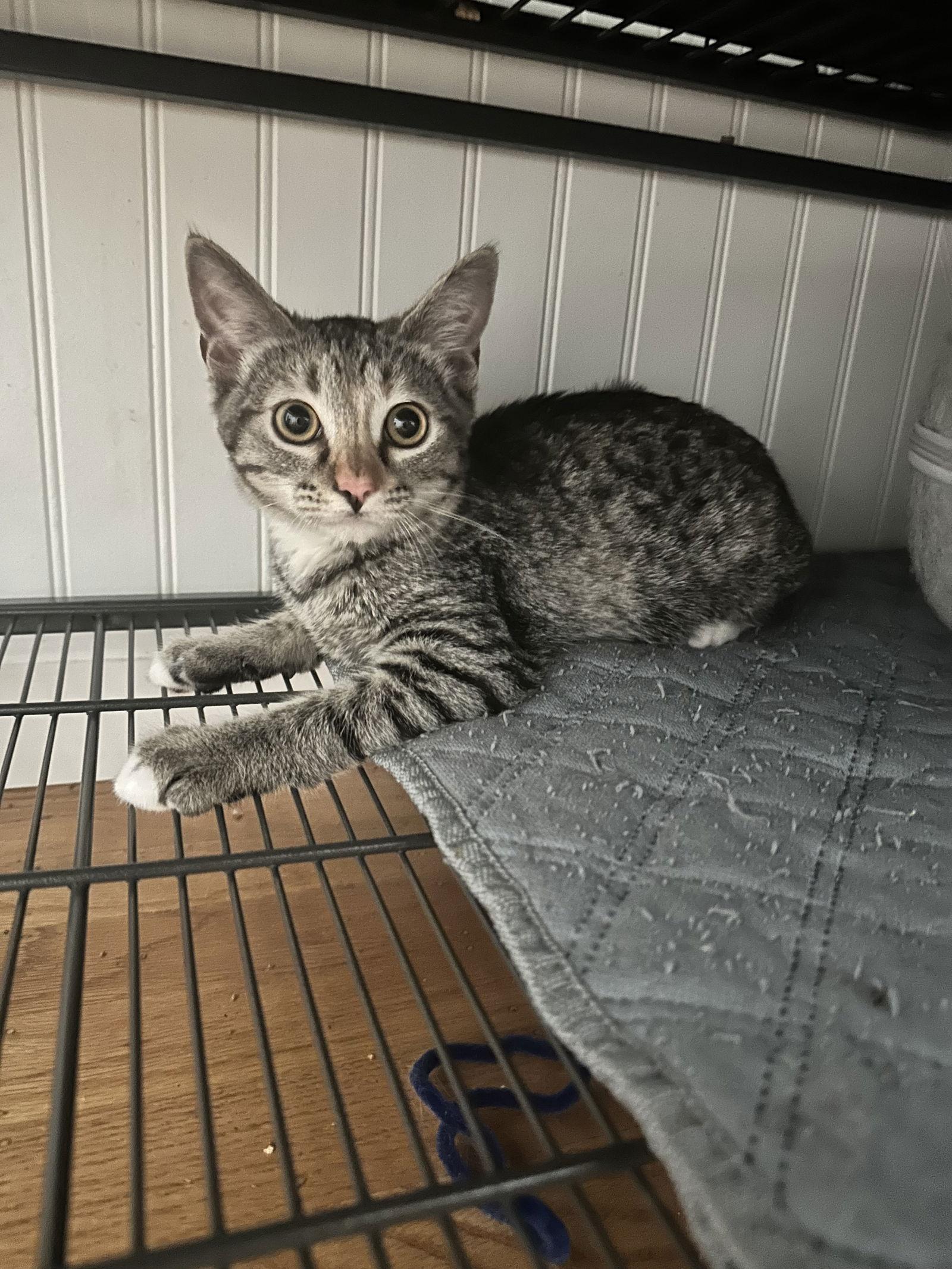 Enlarge Gracie, a Adoptable Domestic Short Hair in Davis, CA image 2/3