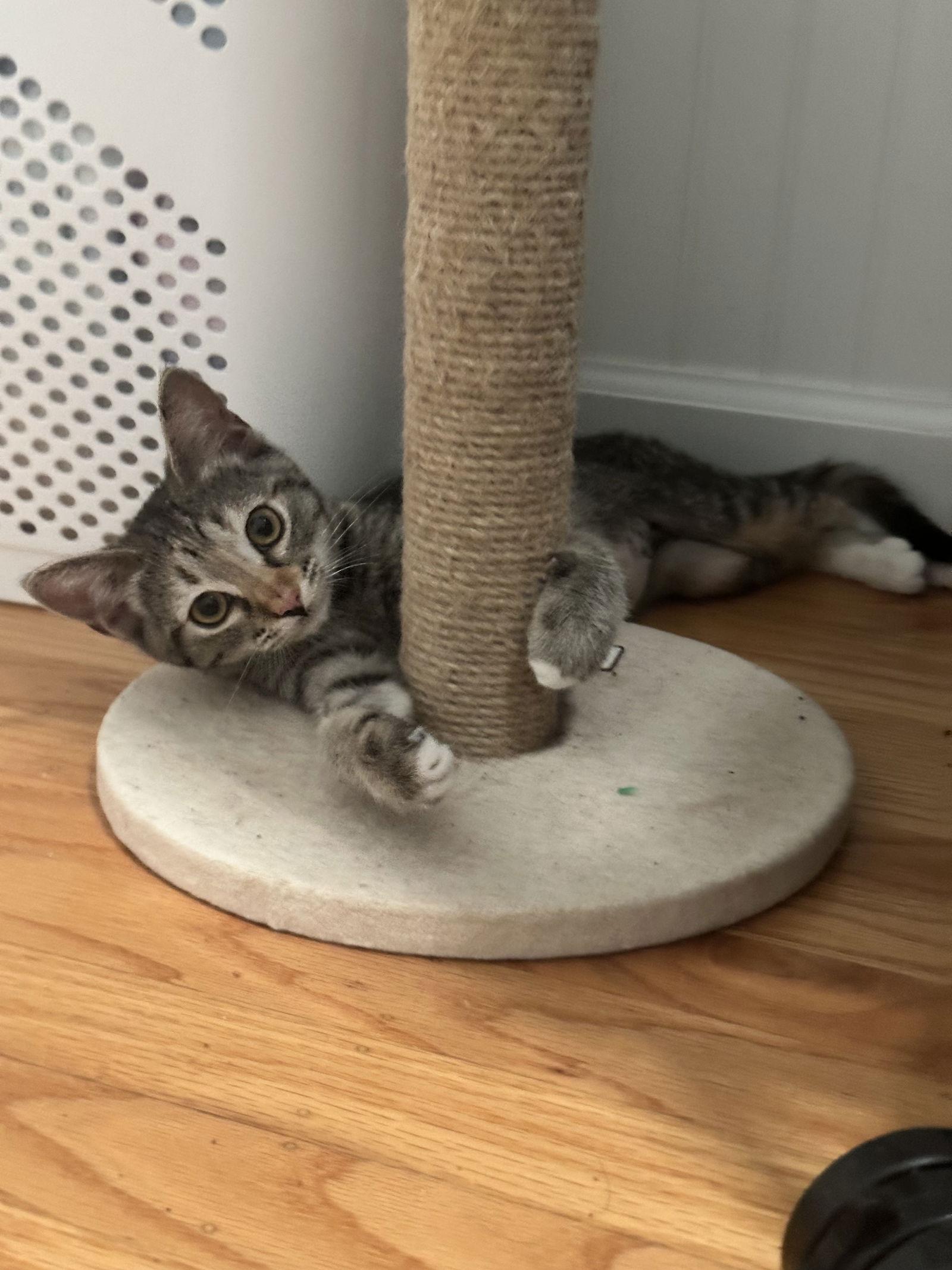 Gracie, a Adoptable Domestic Short Hair in Davis, CA image 1/3