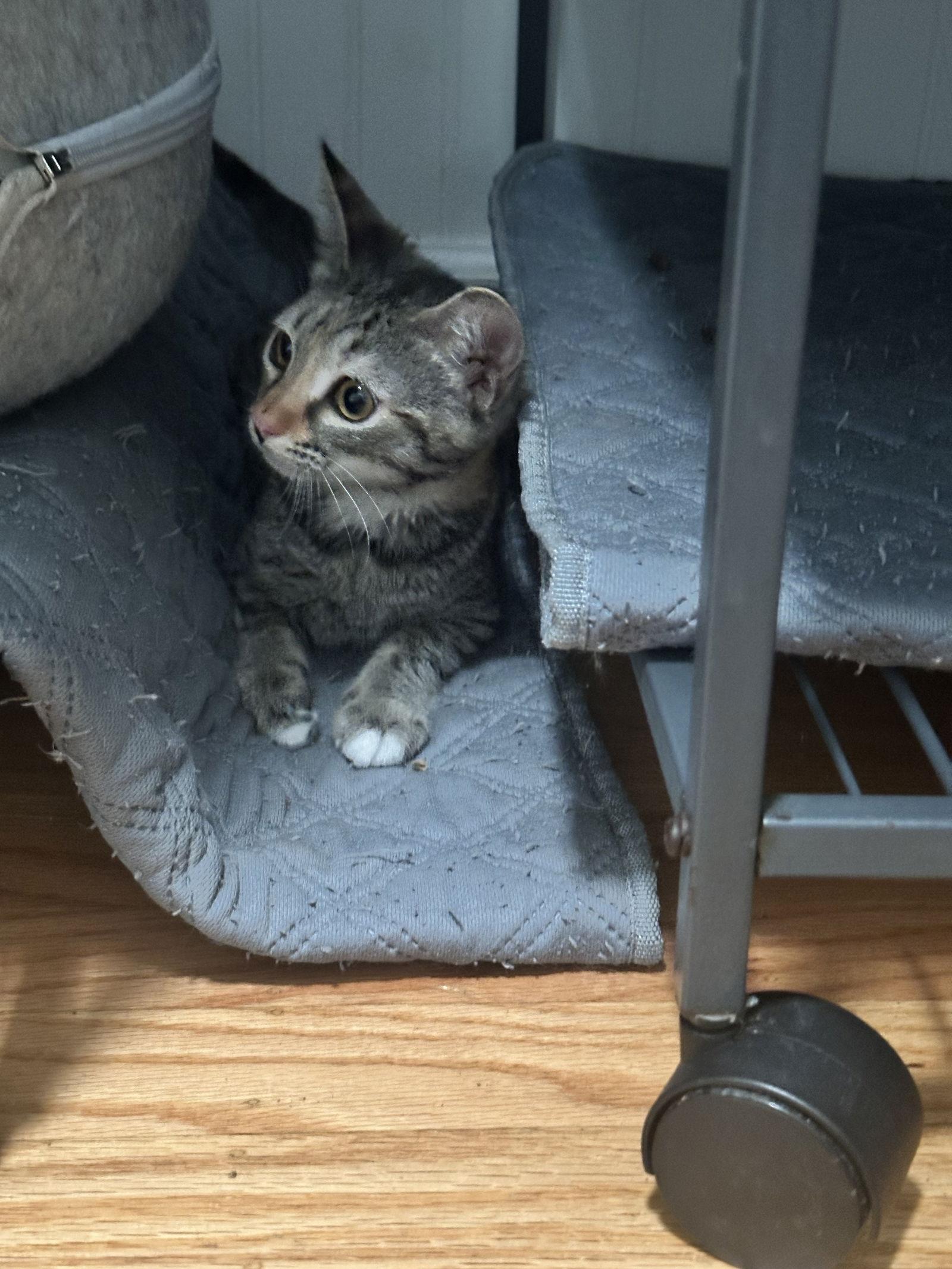 Enlarge Gracie, a Adoptable Domestic Short Hair in Davis, CA image 3/3