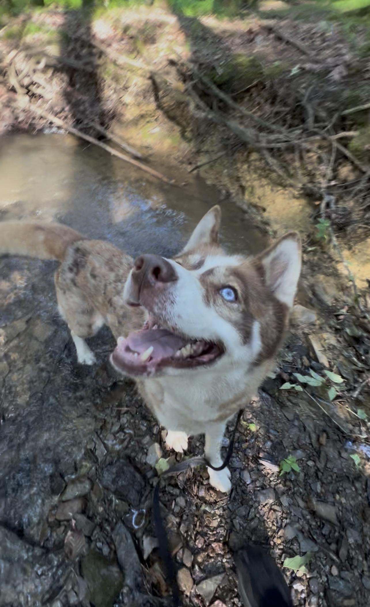 Enlarge XENOVIA, a Adoptable mixed breed in Millerstown, PA image 4/5