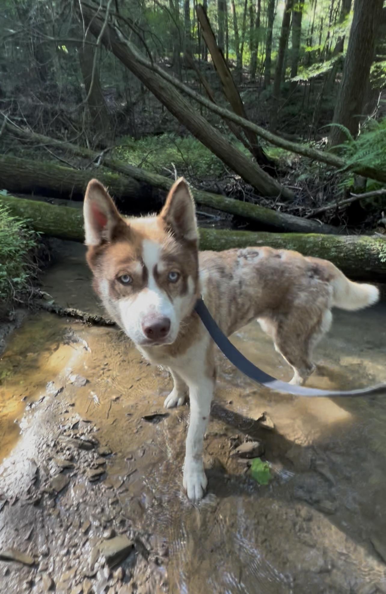 Enlarge XENOVIA, a Adoptable mixed breed in Millerstown, PA image 1/5