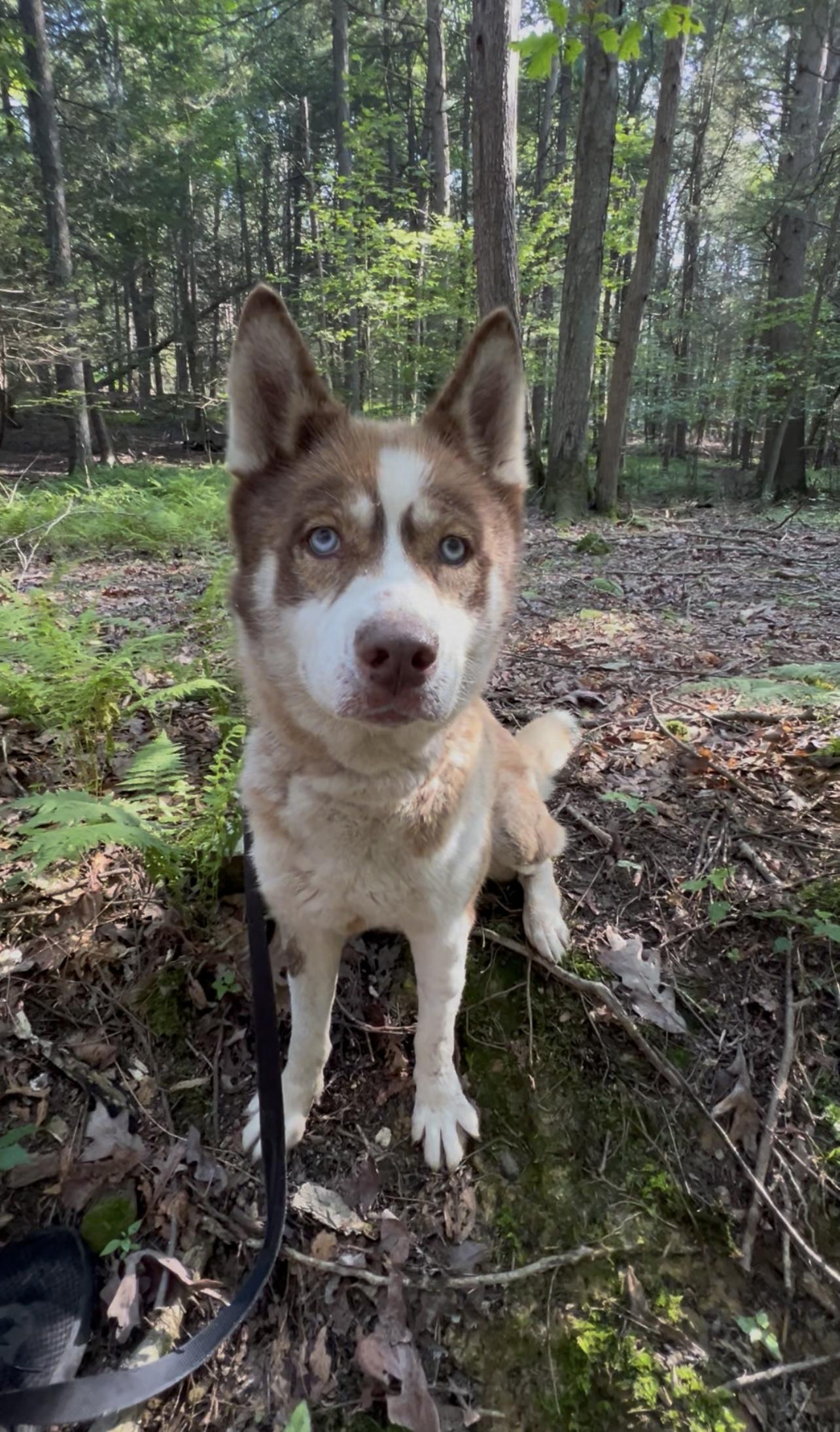 Enlarge XENOVIA, a Adoptable mixed breed in Millerstown, PA image 5/5