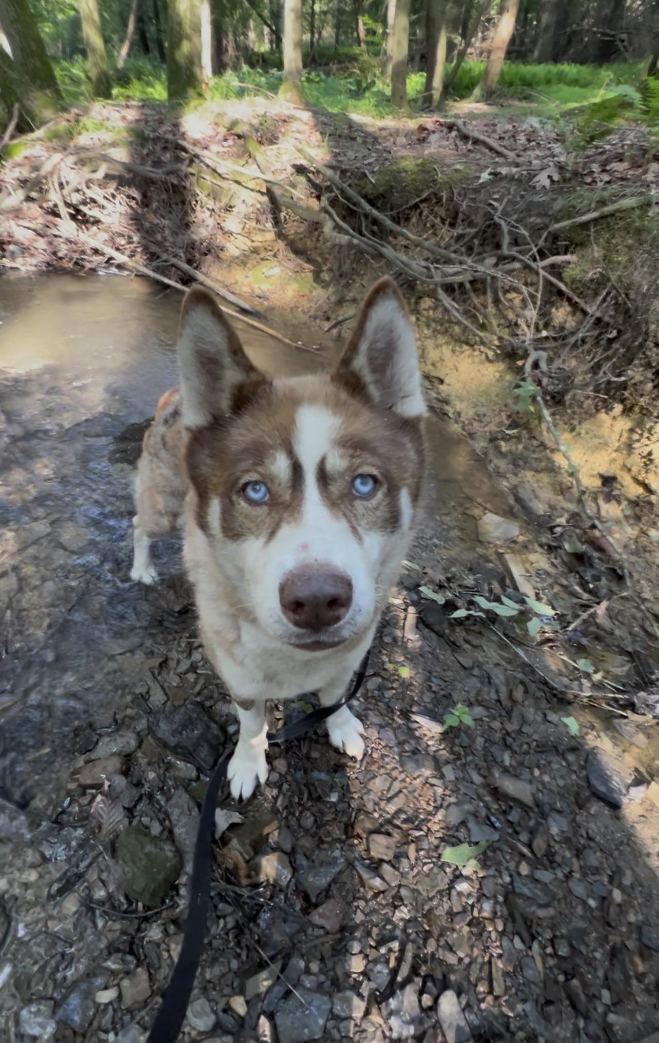 Enlarge XENOVIA, a Adoptable mixed breed in Millerstown, PA image 3/5