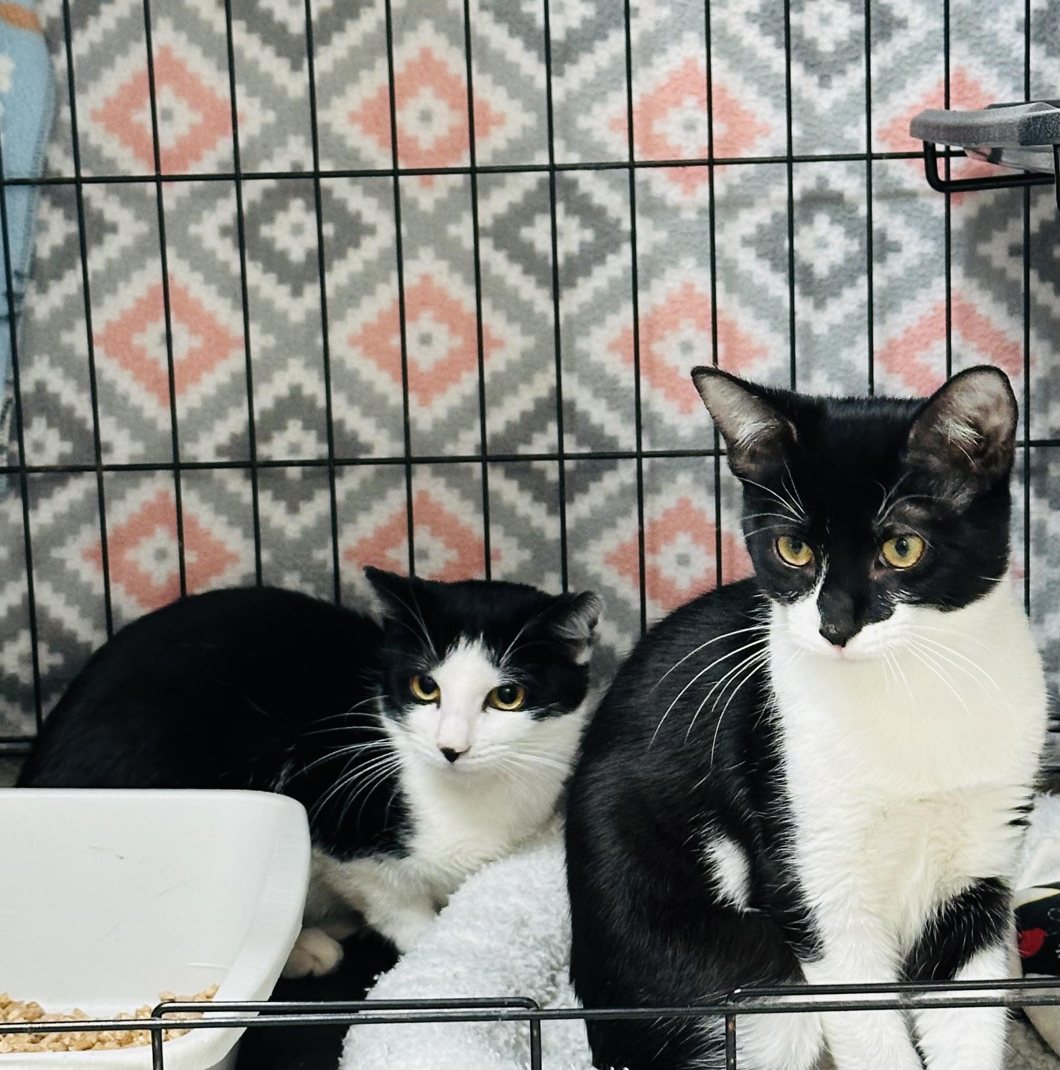 Jolene & Ginny, adopted, Kitten Female Domestic Short Hair.