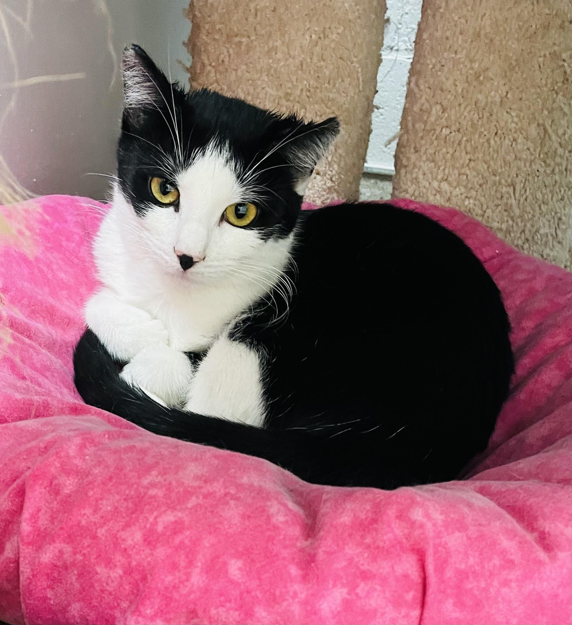 Jolene & Ginny, an adopted Domestic Short Hair in Cincinnati, OH image 4/6