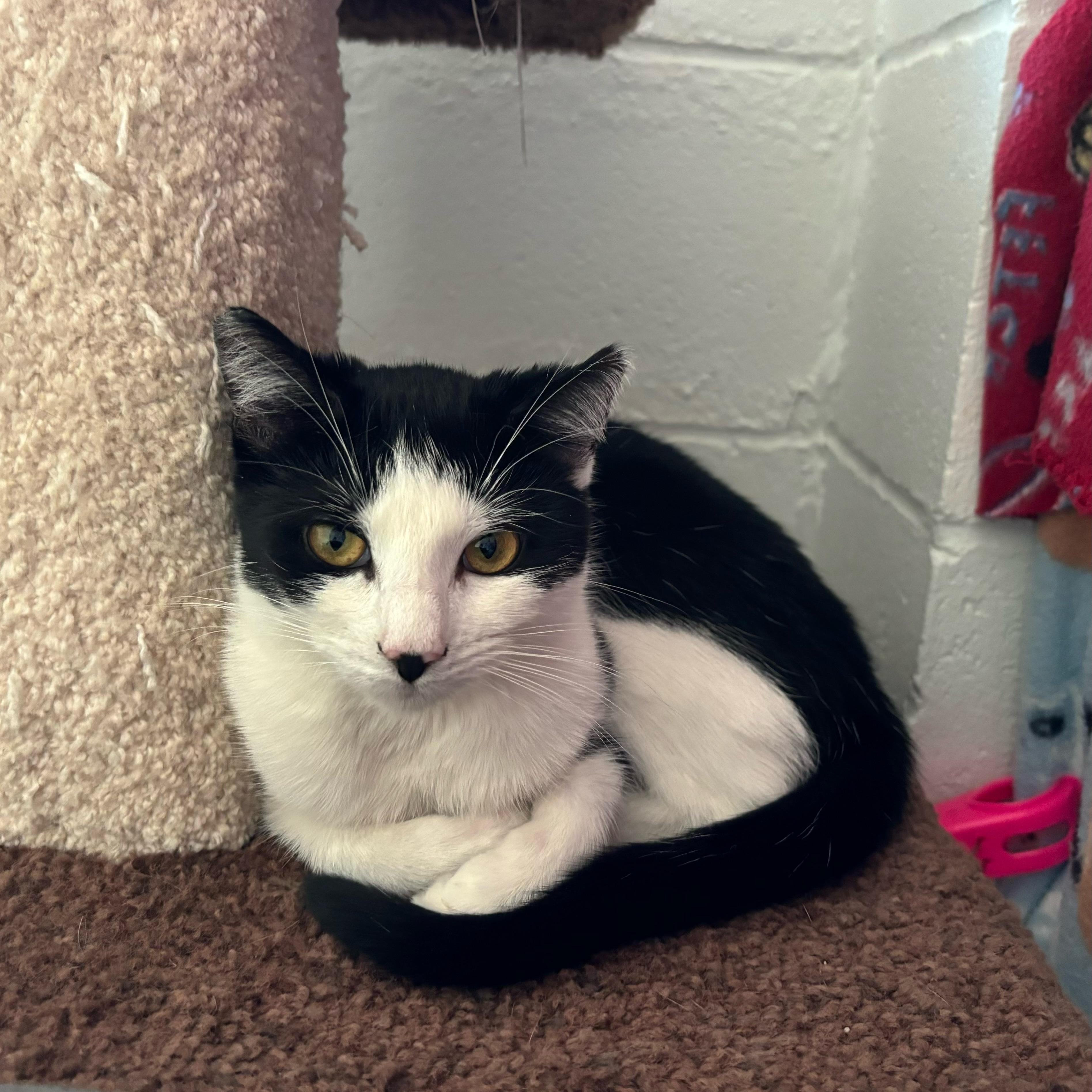 Jolene & Ginny, an adopted Domestic Short Hair in Cincinnati, OH image 6/6