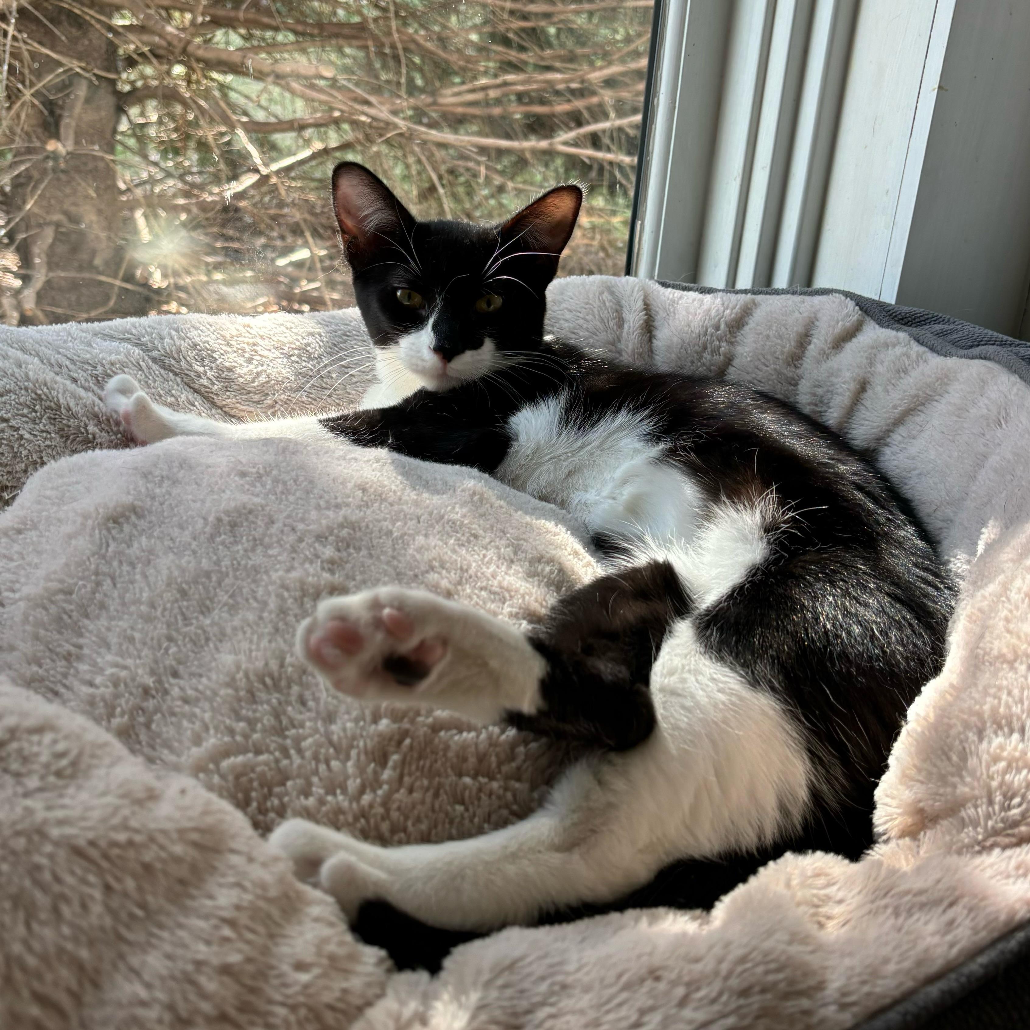 Jolene & Ginny, an adopted Domestic Short Hair in Cincinnati, OH image 5/6