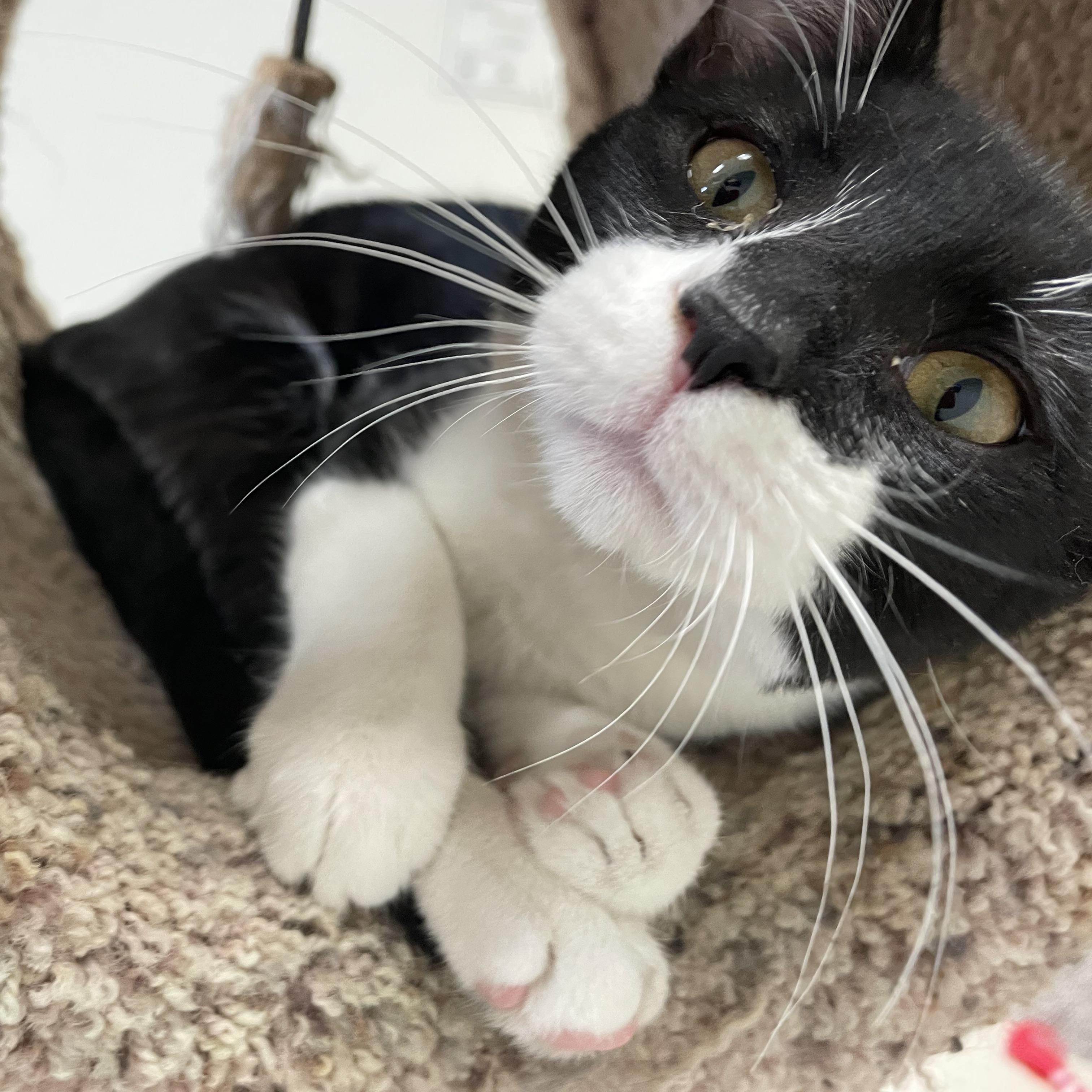 Jolene & Ginny, an adopted Domestic Short Hair in Cincinnati, OH image 3/6