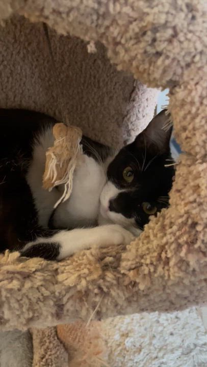 Enlarge Jolene & Ginny, an adopted Domestic Short Hair in Cincinnati, OH video 2/6