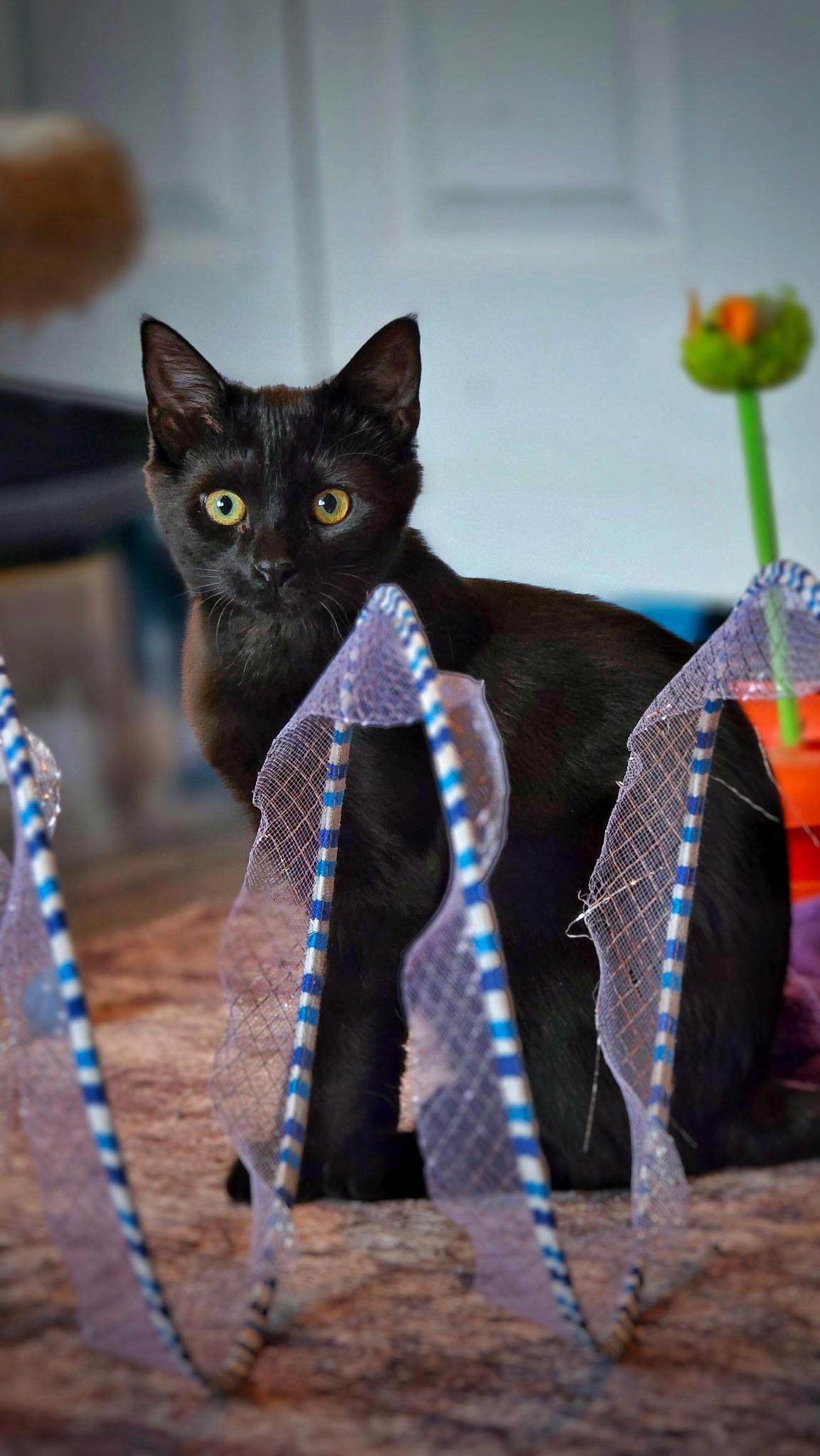 Wren, Adopted, Young Female Domestic Short Hair.